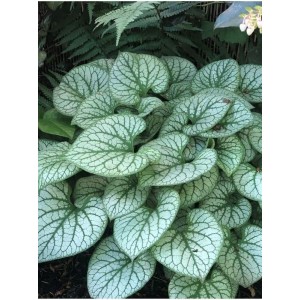 brunnera wielkolistna (Brunnera macrophylla) Jack Frost- Świat bylin - sklep internetowy