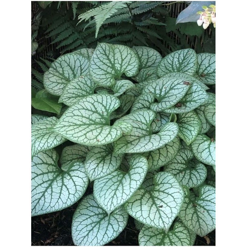 brunnera wielkolistna (Brunnera macrophylla) Jack Frost- Świat bylin - sklep internetowy
