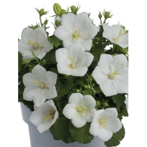 dzwonek karpacki (Campanula carpatica) Carillon White- Świat bylin - sklep internetowy