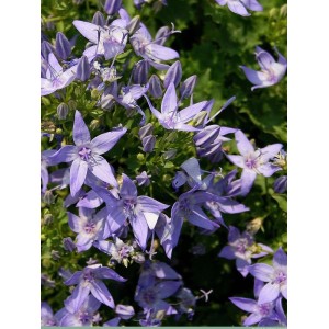 dzwonek gargański (Campanula garganica) Major- Świat bylin - sklep internetowy