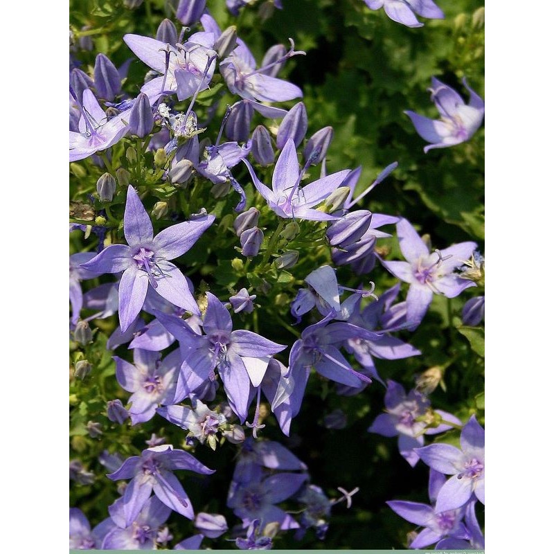 dzwonek gargański (Campanula garganica) Major- Świat bylin - sklep internetowy