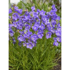 dzwonek brzoskwiniolistny (Campanula persicifolia) Takion F1 Blue- Świat bylin - sklep internetowy