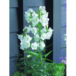 dzwonek brzoskwiniolistny (Campanula persicifolia) Takion F1 White- Świat bylin - sklep internetowy