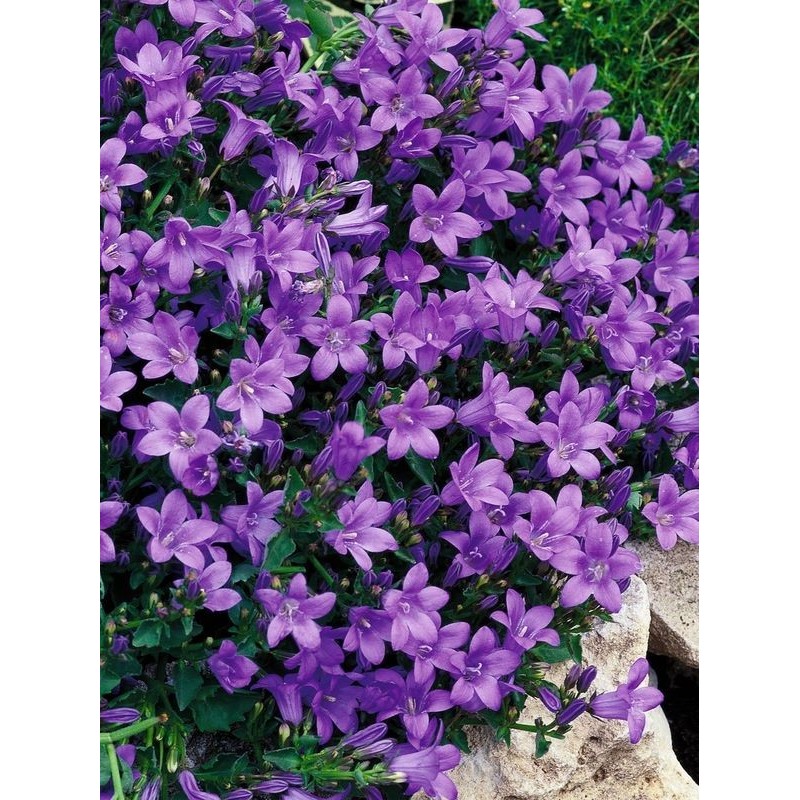 dzwonek dalmatyński (Campanula portenschlagiana) Catharina- Świat bylin - sklep internetowy