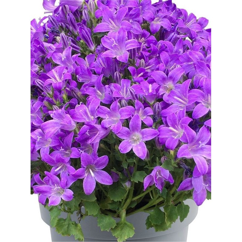 dzwonek dalmatyński (Campanula portenschlagiana) Dome Blue- Świat bylin - sklep internetowy