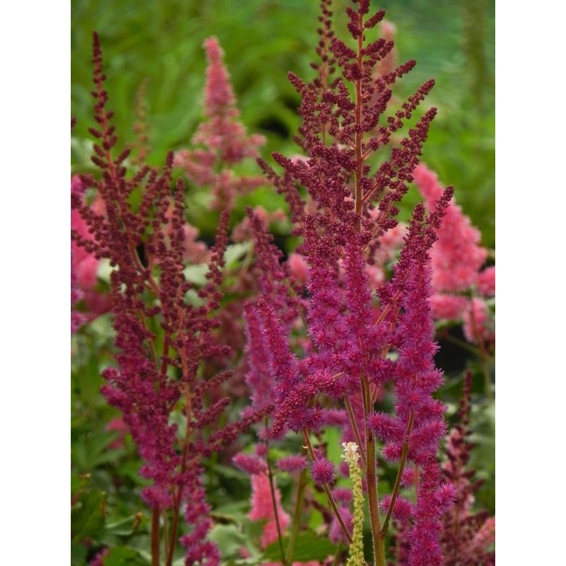 tawułka chińska (Astilbe chinensis) Vision in Red®- Świat bylin - sklep internetowy