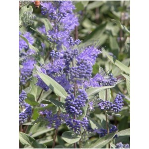 barbula klandońska (Caryopteris clandonensis) Dark Knight- Świat bylin - sklep internetowy