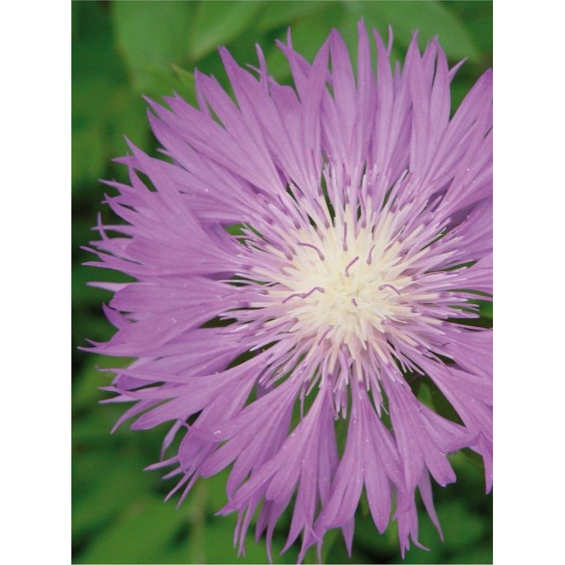 chaber białawy (Centaurea dealbata) Bright Rose- Świat bylin - sklep internetowy