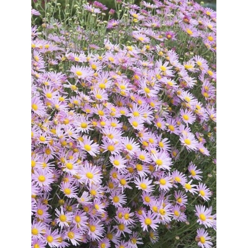 złocień czerwonawy (Chrysanthemum rubellum) Clara Curtis- Świat bylin - sklep internetowy