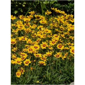 nachyłek wielkokwiatowy (Coreopsis grandiflora) SunKiss Yellow Red- Świat bylin - sklep internetowy