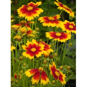 nachyłek wielkokwiatowy (Coreopsis grandiflora) UpTick Gold & Bronze- Świat bylin - sklep internetowy