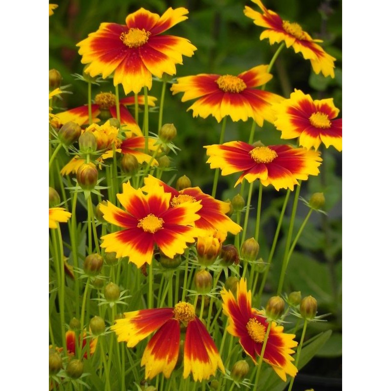 nachyłek wielkokwiatowy (Coreopsis grandiflora) UpTick Gold & Bronze- Świat bylin - sklep internetowy