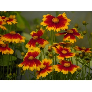 nachyłek wielkokwiatowy (Coreopsis grandiflora) UpTick Gold & Bronze- Świat bylin - sklep internetowy