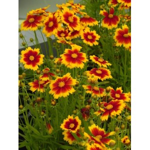 nachyłek wielkokwiatowy (Coreopsis grandiflora) UpTick Gold & Bronze- Świat bylin - sklep internetowy