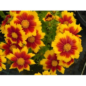 nachyłek wielkokwiatowy (Coreopsis grandiflora) UpTick Gold & Bronze- Świat bylin - sklep internetowy