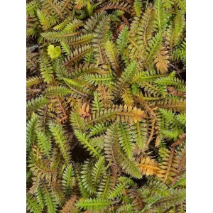 kotula pięciornikowata (Cotula potentillina) - Świat bylin - sklep internetowy