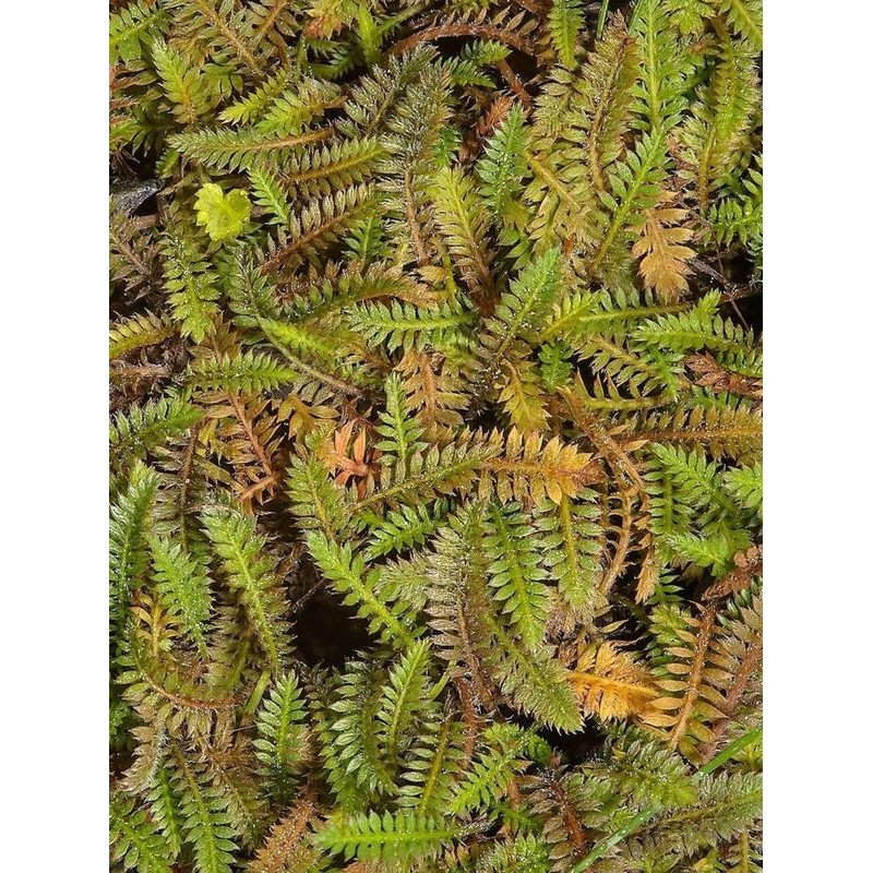 kotula pięciornikowata (Cotula potentillina) - Świat bylin - sklep internetowy