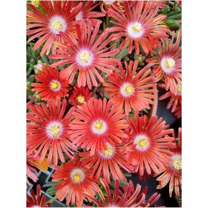 słonecznica (Delosperma) Sundella Flame- Świat bylin - sklep internetowy