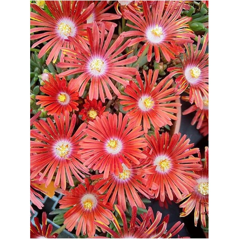 słonecznica (Delosperma) Sundella Flame- Świat bylin - sklep internetowy