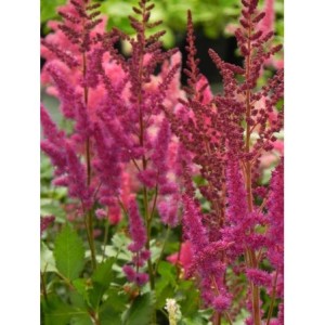 tawułka chińska (Astilbe chinensis) Vision in Red®- Świat bylin - sklep internetowy