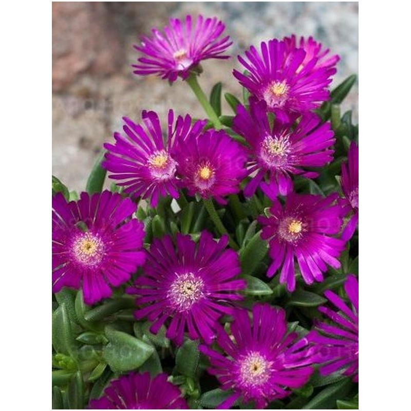 słonecznica (Delosperma) Sundella Neon- Świat bylin - sklep internetowy