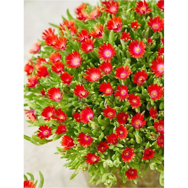 słonecznica Coopera (Delosperma cooperi) Ice Cream™ Fire- Świat bylin - sklep internetowy