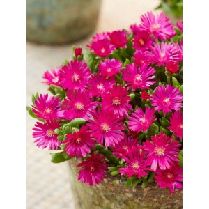 słonecznica Coopera (Delosperma cooperi) Ice Cream™ Fuchsia- Świat bylin - sklep internetowy