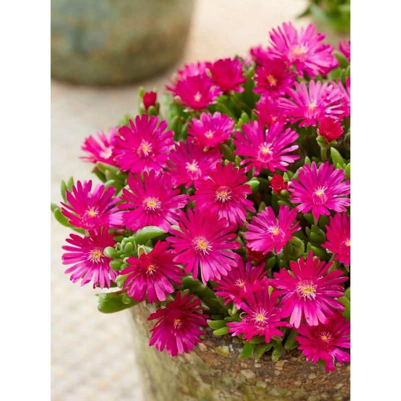 słonecznica Coopera (Delosperma cooperi) Ice Cream™ Fuchsia- Świat bylin - sklep internetowy