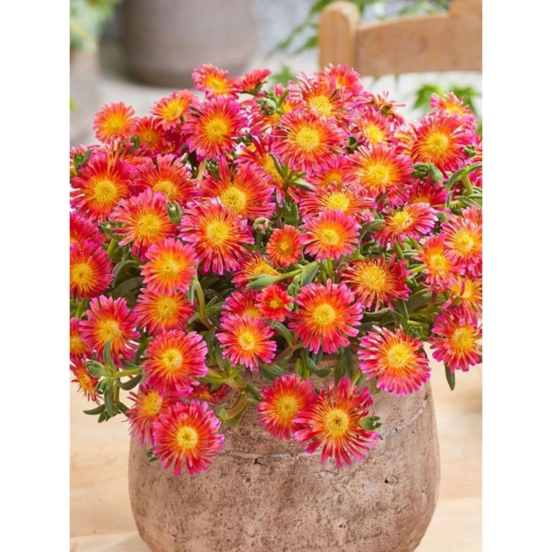słonecznica Coopera (Delosperma cooperi) Ocean Sunset™ Orange Glow- Świat bylin - sklep internetowy