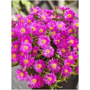 słonecznica Coopera (Delosperma cooperi) Ocean Sunset™ Violet- Świat bylin - sklep internetowy