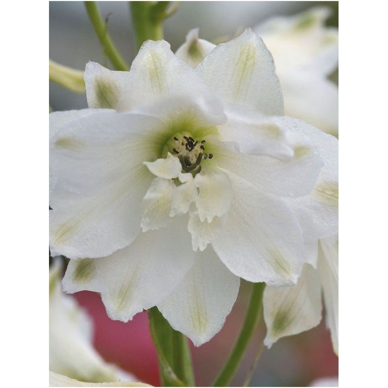 ostróżka ogrodowa (Delphinium x cultorum Magic Fountain) White- Świat bylin - sklep internetowy