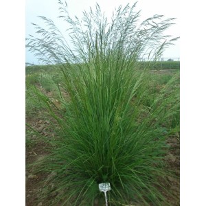 śmiałek darniowy (Deschampsia caespitosa) Goldschleier- Świat bylin - sklep internetowy