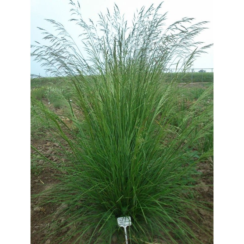 śmiałek darniowy (Deschampsia caespitosa) Goldschleier- Świat bylin - sklep internetowy