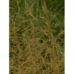 śmiałek darniowy (Deschampsia caespitosa) Goldschleier- Świat bylin - sklep internetowy