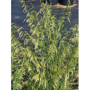 śmiałek darniowy (Deschampsia caespitosa) Goldschleier- Świat bylin - sklep internetowy