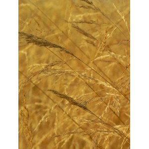 śmiałek darniowy (Deschampsia caespitosa) Goldschleier- Świat bylin - sklep internetowy