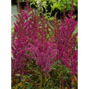 tawułka chińska (Astilbe chinensis) Vision in Red®- Świat bylin - sklep internetowy