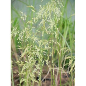 śmiałek darniowy (Deschampsia caespitosa) Goldschleier- Świat bylin - sklep internetowy