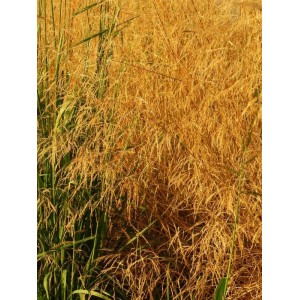 śmiałek darniowy (Deschampsia caespitosa) Goldschleier- Świat bylin - sklep internetowy