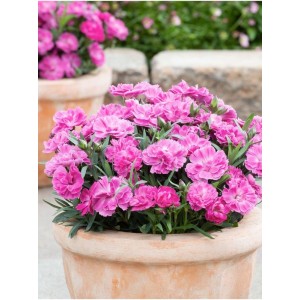 goździk ogrodowy (Dianthus caryophyllus) Code® Pink- Świat bylin - sklep internetowy