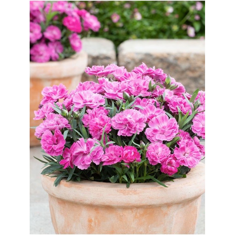 goździk ogrodowy (Dianthus caryophyllus) Code® Pink- Świat bylin - sklep internetowy