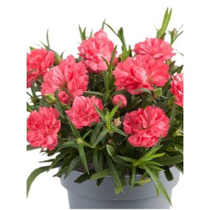 goździk ogrodowy (Dianthus caryophyllus) Code® Salmon- Świat bylin - sklep internetowy