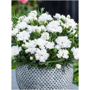 goździk ogrodowy (Dianthus caryophyllus) Code® White Summer- Świat bylin - sklep internetowy