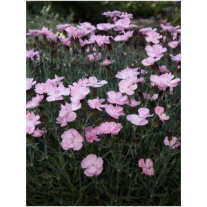 goździk ogrodowy (Dianthus caryophyllus) Dinetta Soft Pink- Świat bylin - sklep internetowy