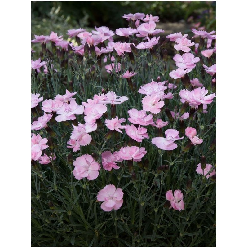 goździk ogrodowy (Dianthus caryophyllus) Dinetta Soft Pink- Świat bylin - sklep internetowy