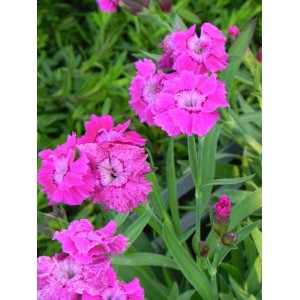 goździk ogrodowy (Dianthus caryophyllus) Mountain Frost™ Colletion Rose Bouquet- Świat bylin - sklep internetowy