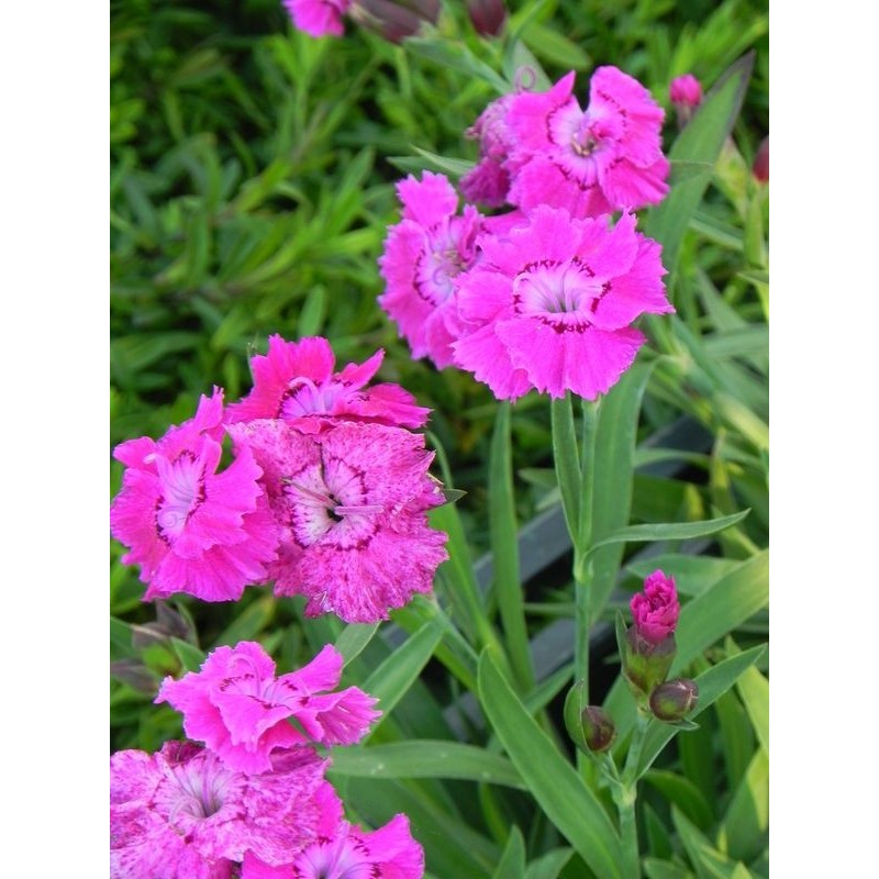 goździk ogrodowy (Dianthus caryophyllus) Mountain Frost™ Colletion Rose Bouquet- Świat bylin - sklep internetowy