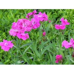 goździk ogrodowy (Dianthus caryophyllus) Mountain Frost™ Colletion Rose Bouquet- Świat bylin - sklep internetowy