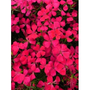 goździk kropkowany (Dianthus deltoides) Brilliant- Świat bylin - sklep internetowy