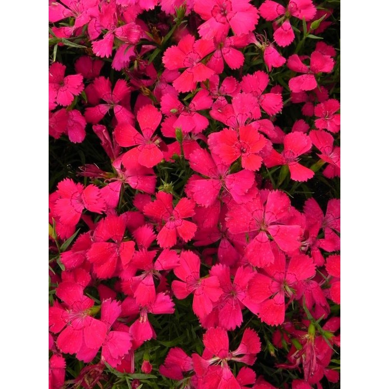 goździk kropkowany (Dianthus deltoides) Brilliant- Świat bylin - sklep internetowy